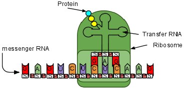 　mRNA与核糖体结合，翻译出蛋白质 | Wikimedia Commons， pluma / CC BY-SA 3.0（https：//creativecommons.org/licenses/by-sa/3.0）