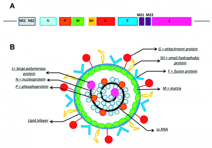 Structure-of-respiratory-syncytial-virus-RSV-A-Genomic-RNA-L-large-polymerase.png